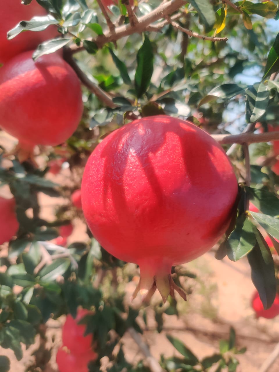 POMEGRANATE